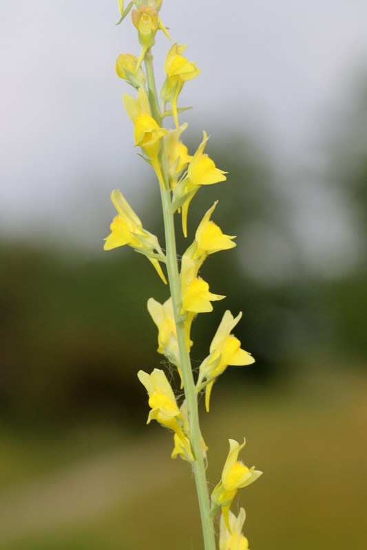 Linaria genistifolia / Linajola a foglie di ginestra